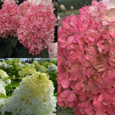  'Ruby' Hydrangea pan. 