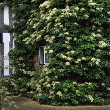 Vītņhortenzijas  - Hydrangea anomala ssp. Petiolaris