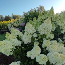  'Silver Dollar' Hydrangea pan.