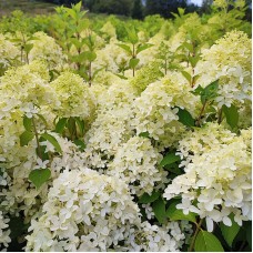  'Skyfall' Hydrangea pan.
