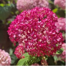  'Candybelle® Sorbet' Hydrangea arb.