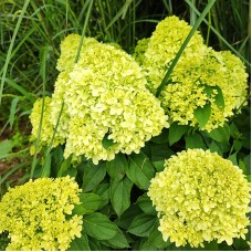  'Little Spooky' Hydrangea pan.
