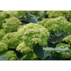 'Sublime Annabelle' Hydrangea arborescens