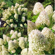 'Living Sugar Rush' Hydrangea pan. 