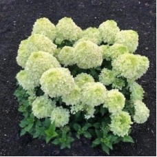 'Living Summer Breeze' Hydrangea pan.