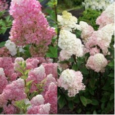 'Sundae Fraise' Hydrangea pan.