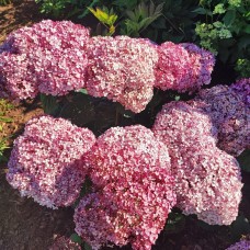  SWEET ANNABELLE 'NCHA4' PBR Hydrangea arborescens 
