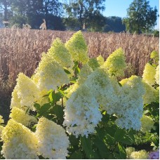 'Magical Sweet Summer' Hydrangea pan.