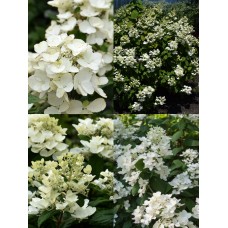  White Diamonds 'Hypmad l ' Hydrangea pan.