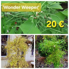 'Wonder Weeper' Ginkgo biloba
